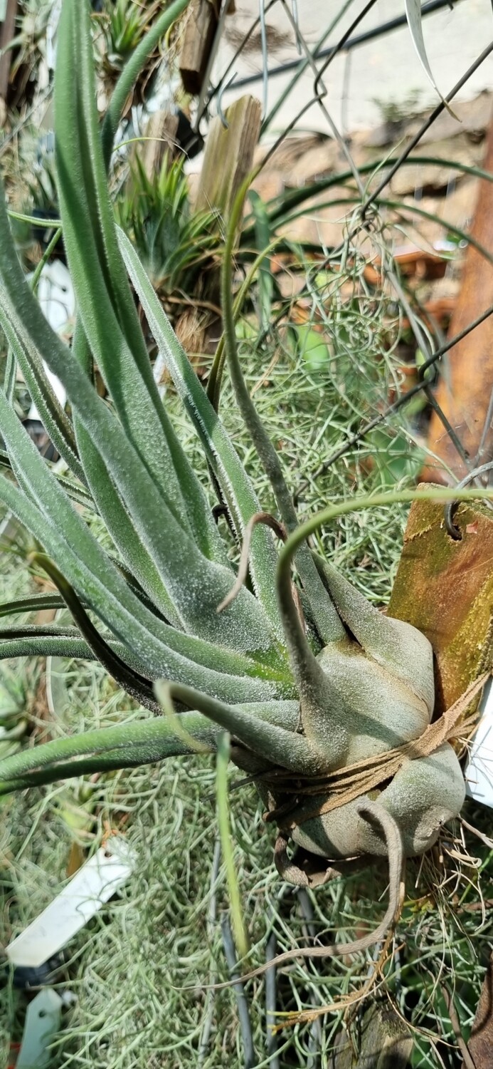 Tillandsia Sereliana