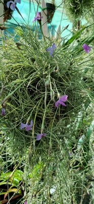 Tillandsia Mallemontii