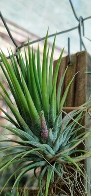Tillandsia Ionantha var Ionantha