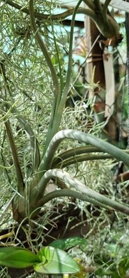 Tillandsia Pseudobaileyi