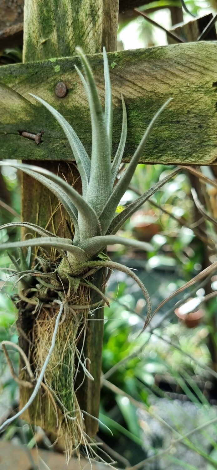 Tillandsia Xiphoides minima