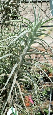 Tillandsia Sweet isabel