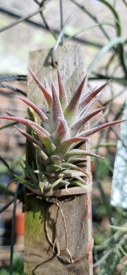 Tillandsia Ionantha var stricta