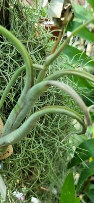 Tillandsia Intermedia Tillandsia Intermedia