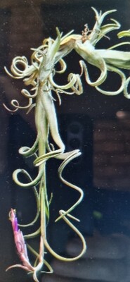 Tillandsia Intermedia