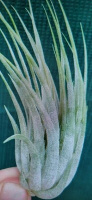 Tillandsia Ionantha scaposa