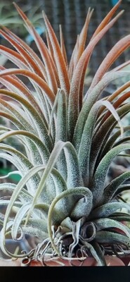 Tillandsia Ionantha tall velvet Tillandsia Ionantha tall velvet