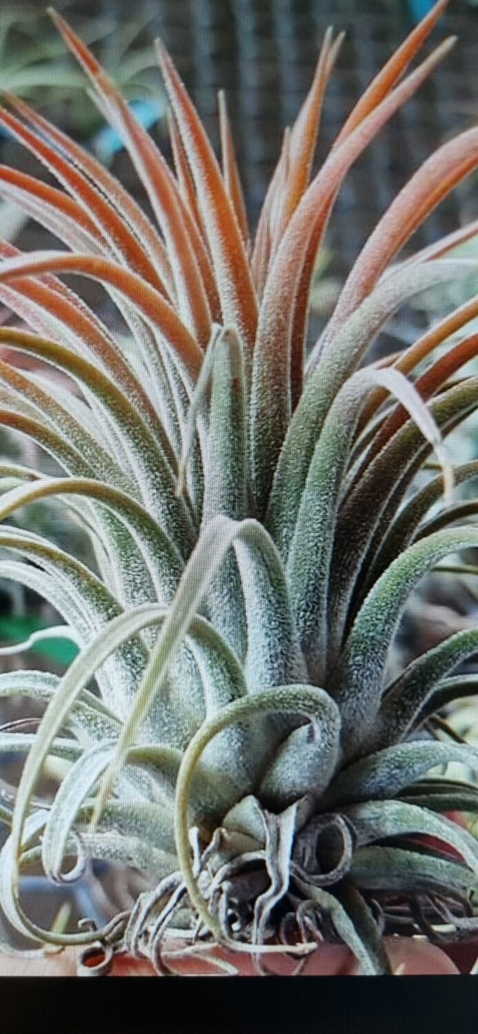 Tillandsia Ionantha tall velvet Tillandsia Ionantha tall velvet