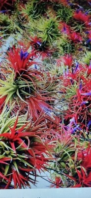 Tillandsia Ionantha var Ionantha