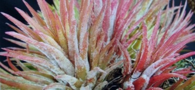 Tillandsia Ionantha rubra