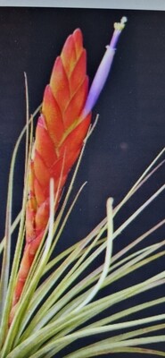 Tillandsia Melanocrater tricolor