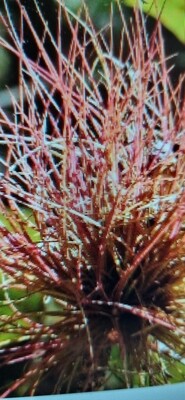 Tillandsia Setacea