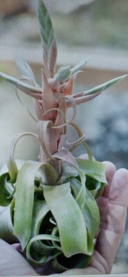 Tillandsia Streptophylla