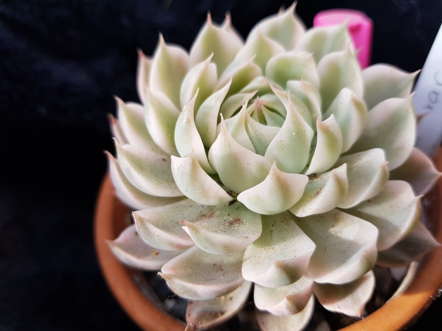 Echeveria Halbingeri Variegated