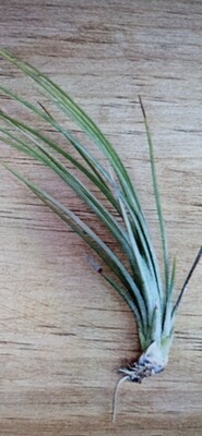 Tillandsia Setacea