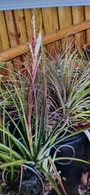 Tillandsia Schiedeana