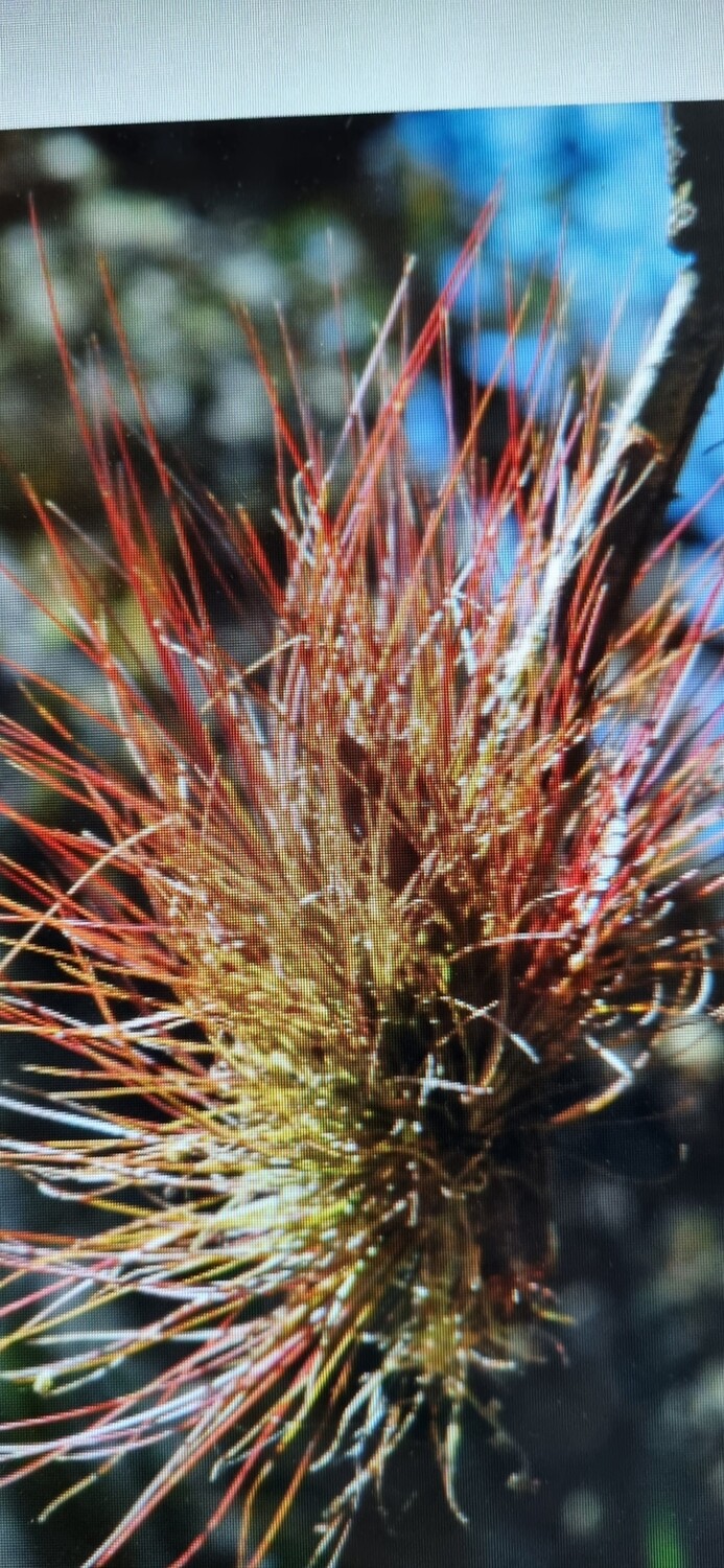 Tillandsia Setacea Tillandsia Setacea
