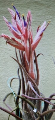 Tillandsia Selereana