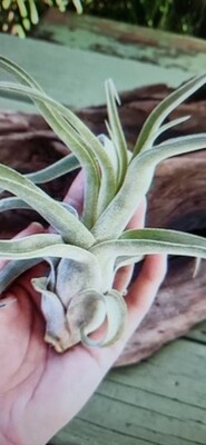 Tillandsia Streptophylla