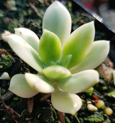 Echeveria Mini Belle variegated Small