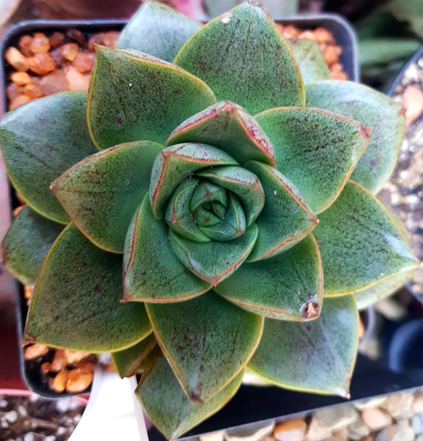 Echeveria Purpusorum