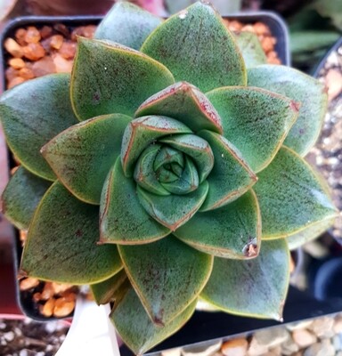 Echeveria Purpusorum