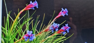 Tillandsia Tenuifolia blue flower