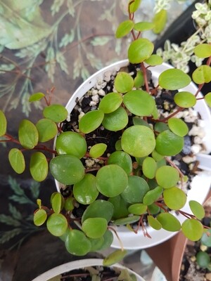 &quot;Coins&quot; Peperomia Pepperspot