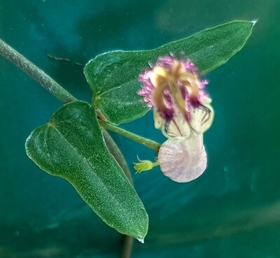 String of hearts &quot;orange river&quot; - ceropegia woodii &#39;orange river&#39;
