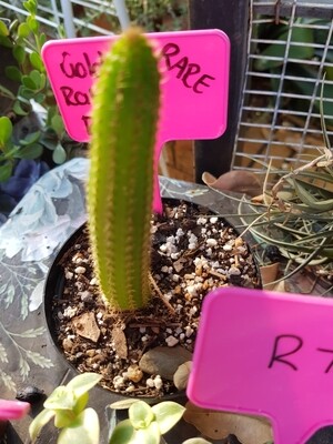 Rat tail - Cleistocactus Winteri