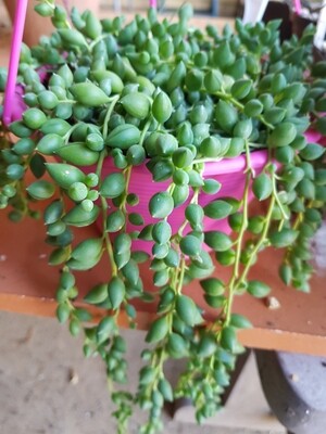 String of Teardrops Senecio rowleyanus