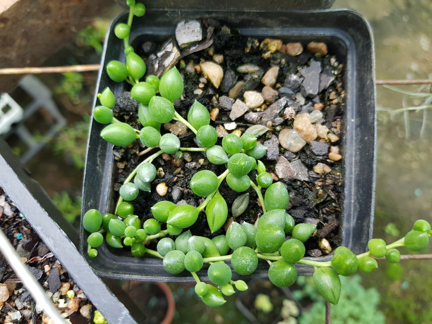 String of Teardrops Senecio rowleyanus, Size: 10cm Pot