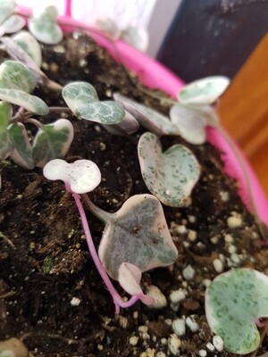 Variegated string of hearts - Ceropegia woodii var.