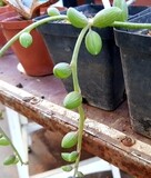 String of Watermelons- Senecio Herreianus - 1 Strand