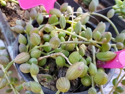 String of Watermelons- Senecio Herreianus - 1 Strand