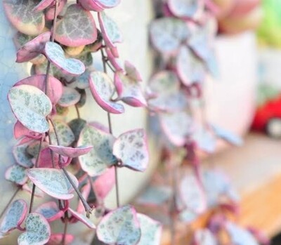Variegated string of hearts - Ceropegia woodii var.