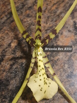Brassia Rex