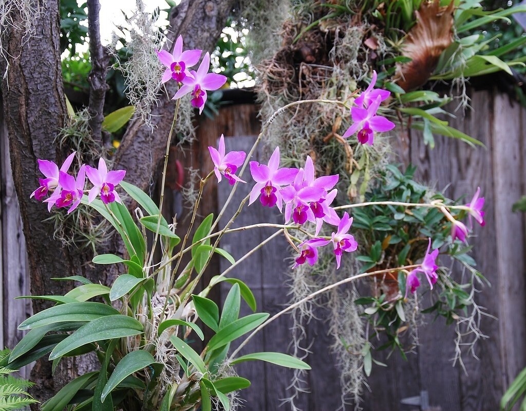 Laelia anceps
