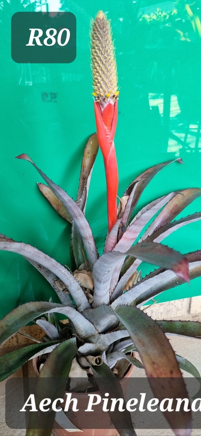 Aechmea pineleana