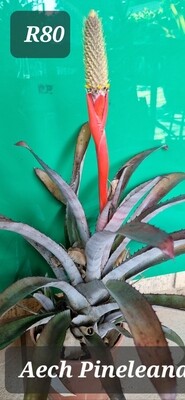 Aechmea pineleana