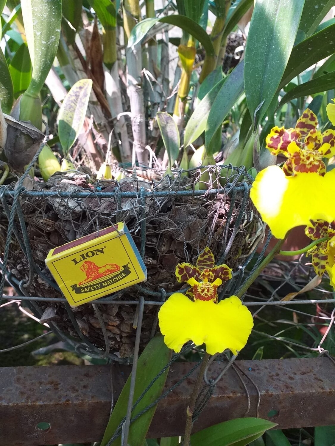 Oncidium giant jiuhbo gold "Tainan" Oncidium giant jiuhbo gold "Tainan"