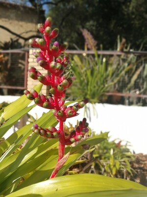 Aechmea weilbachii