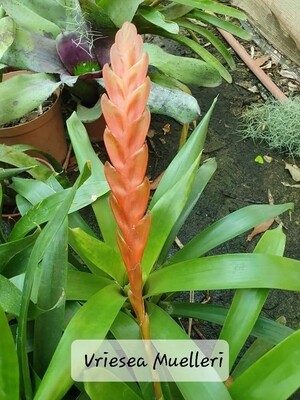 Vriesea muelleri