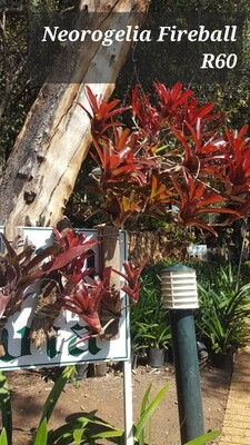 Neoregelia fireball
