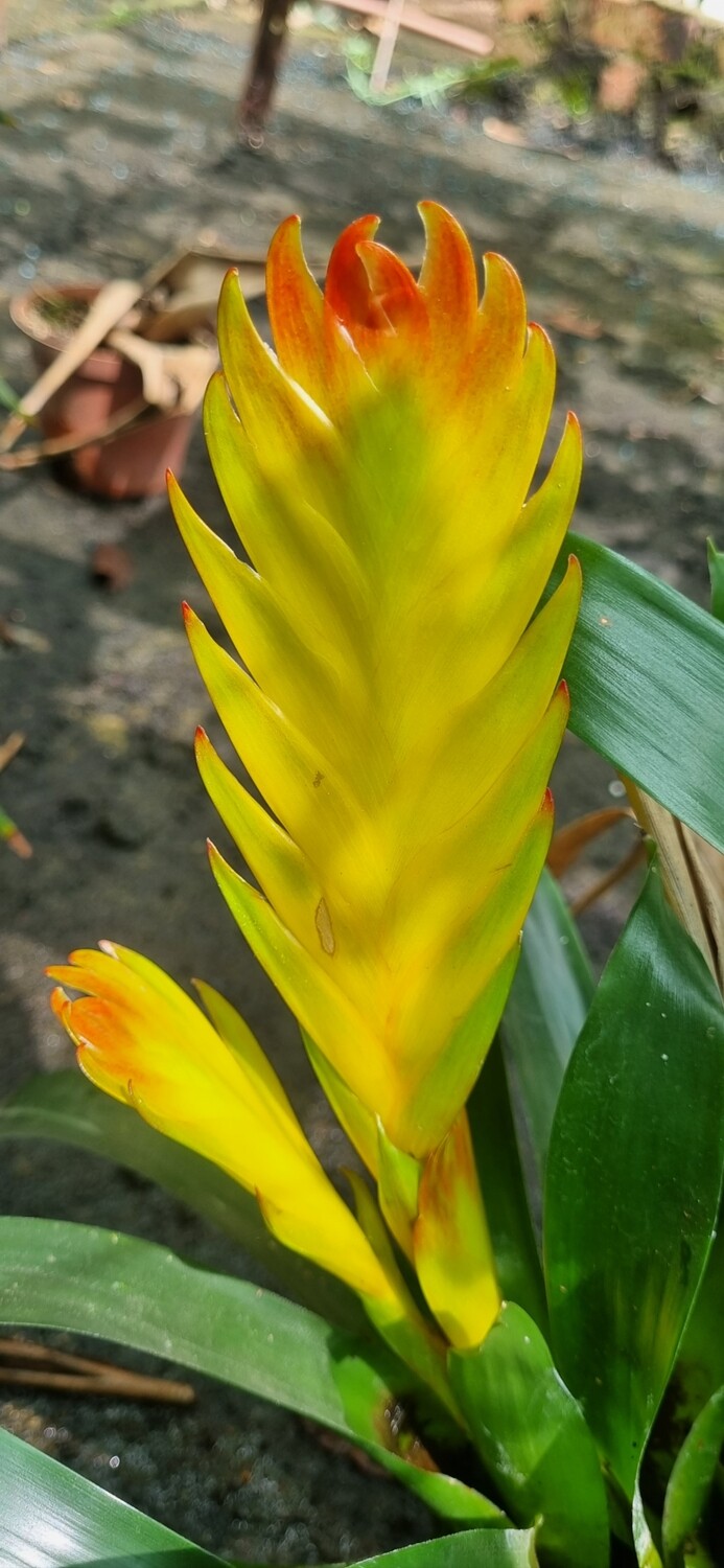 Vriesea cokatoo