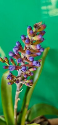 Vriesea blue matchstick