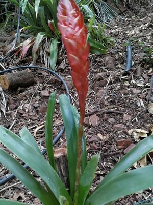 Vriesea muelleri