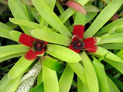 Neoregelia mc williamsii