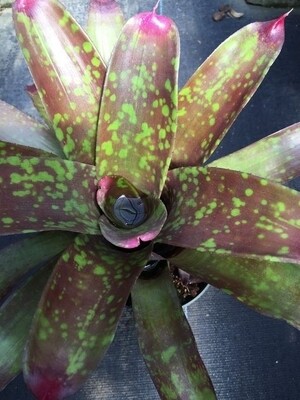 Neoregelia marmorata aztec