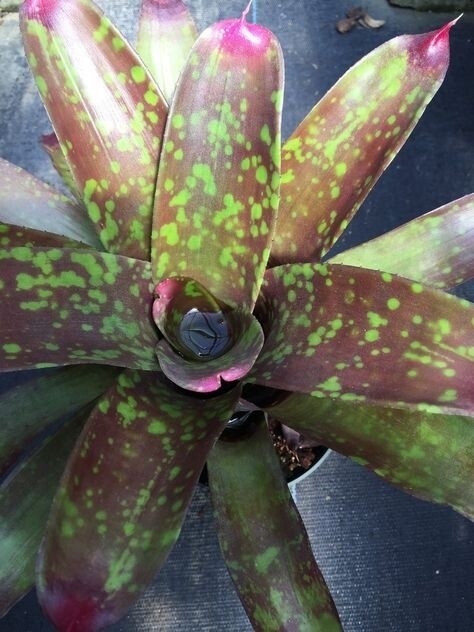 Neoregelia marmorata aztec